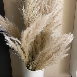 PAMPAS GRASS - Humboldt, CA grown